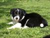 Border collie Staunsbjerg´s Olive "Chelsea"