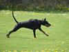 Dobermann GOF Fearless Fiona [ Himmelhund]