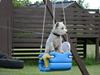 West highland white terrier Sofus <*soulmate*>