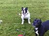 Olde english bulldogge Gifi