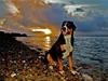 Grosser schweizer sennenhund Unico's Shelby