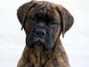 Bullmastiff Herman