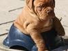 Dogue de bordeaux Shadow of Oak Garbo Dem Dem