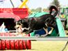 Blanding af racer Coda [Tidl. hund]