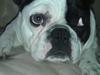 Fransk bulldog Hund