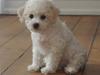 Bichon à poil frisé Tinghøj´s Danish Tasteful Tess - kaldes Candy