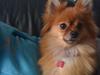 Pomeranian Coco