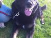 Blanding af racer Bombom [Tidl. hund]