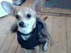 Blanding af racer Gizmo