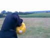 Labrador retriever Dolly