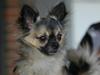 Chihuahua Kong Loui Den Store