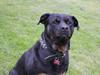 Rottweiler Sv-Vagt's Cheena (Alou)
