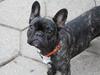 Fransk bulldog Mali