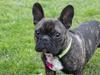 Fransk bulldog Ozzy