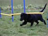 Flat coated retriever Bongo