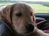Golden retriever Cocio