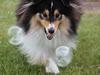 Shetland sheepdog Martedal Fritz