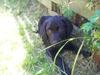 Labrador retriever basse [ Himmelhund]