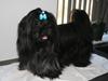 Shih tzu CHRIS KOBRA