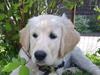 Golden retriever Tor