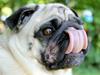 Mops Manfred