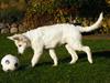 Hvid Schweizisk Hyrdehund Fnug