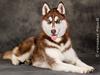 Siberian husky Ziska [ Himmelhund]