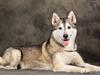 Siberian husky Ziggi