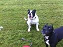 Olde english bulldogge Gifi