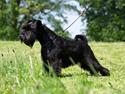 Dvaergschnauzer Sváva's Hazel - Tzefira