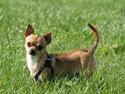 Chihuahua Benji Yoyo