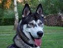 Siberian husky Neo (Setzoniaze's Runner of Jubilee)[Himmelhund]