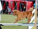 Nova scotia duck tolling retriever Malou (Himmelhund R.I.P)