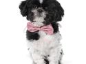 Shih tzu Fie
