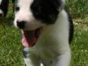 Border collie Sheepworld Drift