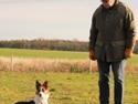 Border collie Nell
