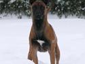Malinois IPO3 Falco Mi-Ji - over regnbuen