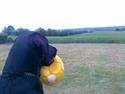 Labrador retriever Dolly