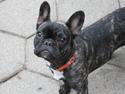 Fransk bulldog Mali