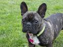 Fransk bulldog Ozzy