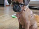 Griffon petit brabancon Bella