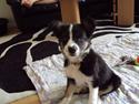 Border collie Krauholt Tzatziki (Nessie)