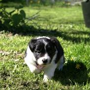 Border collie Staunsbjerg´s Olive "Chelsea"