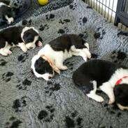 Border collie Staunsbjerg´s Olive "Chelsea"