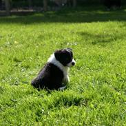 Border collie Staunsbjerg´s Olive "Chelsea"