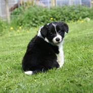 Border collie Staunsbjerg´s Olive "Chelsea"