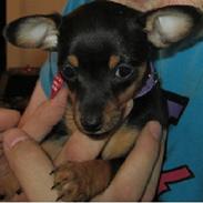 Dvaergpinscher Baby T