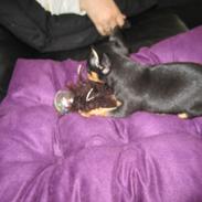 Dvaergpinscher Baby T