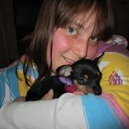 Dvaergpinscher Baby T