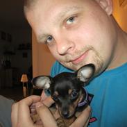 Dvaergpinscher Baby T